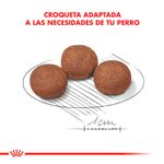 Royal-Canin-Medium-Junior---15-Kg.