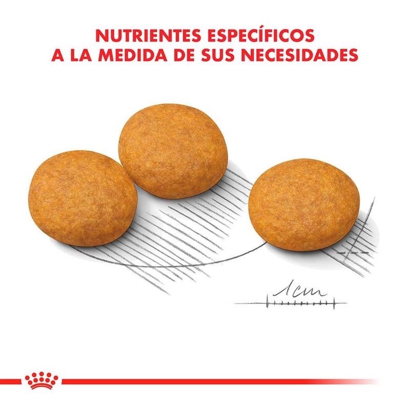 MEDIUM-DERMACONFORT-X-10-KG