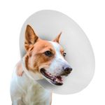collar_isabelino_2