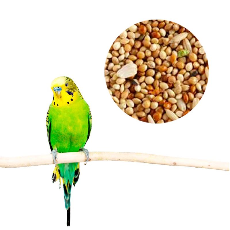 periquitx
