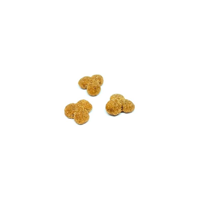 excellent-perro-senior-croqueta