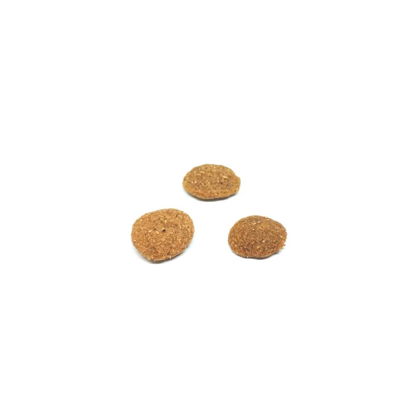 excellent-perro-mediano-y-grande-croqueta