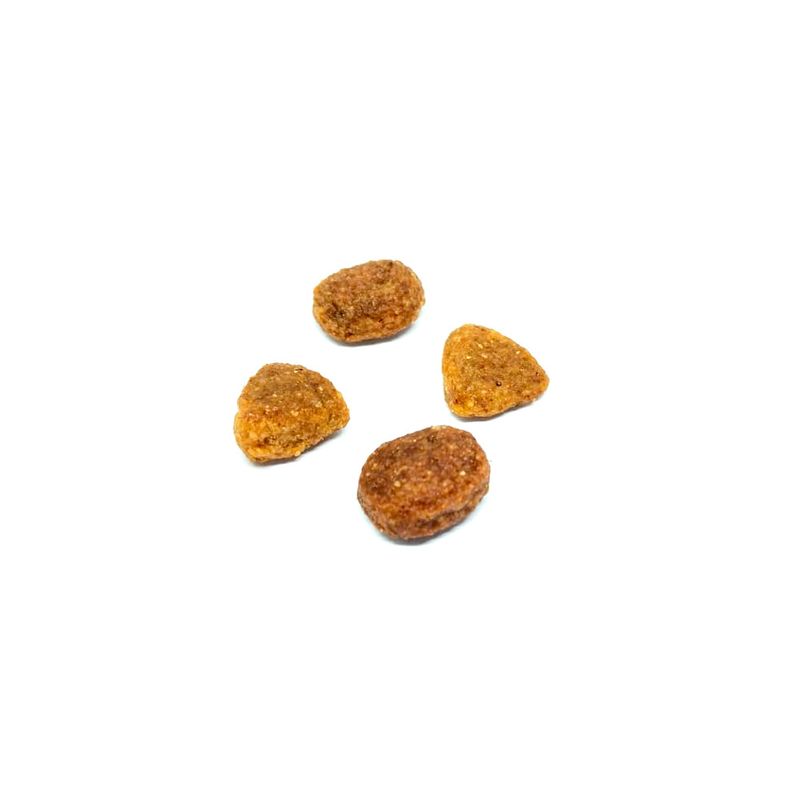 dog-selection-adulto-croqueta